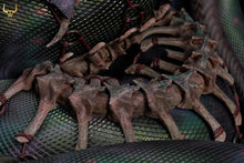 Load image into Gallery viewer, Taurus Workshop Epic Series - QUEENS OF OBLIVION 1/4 SKALYTHIA